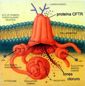 Mutaciones en el gen CFTR (regulador de la conductancia transmembrana) Defecto en el transporte del ion cloro