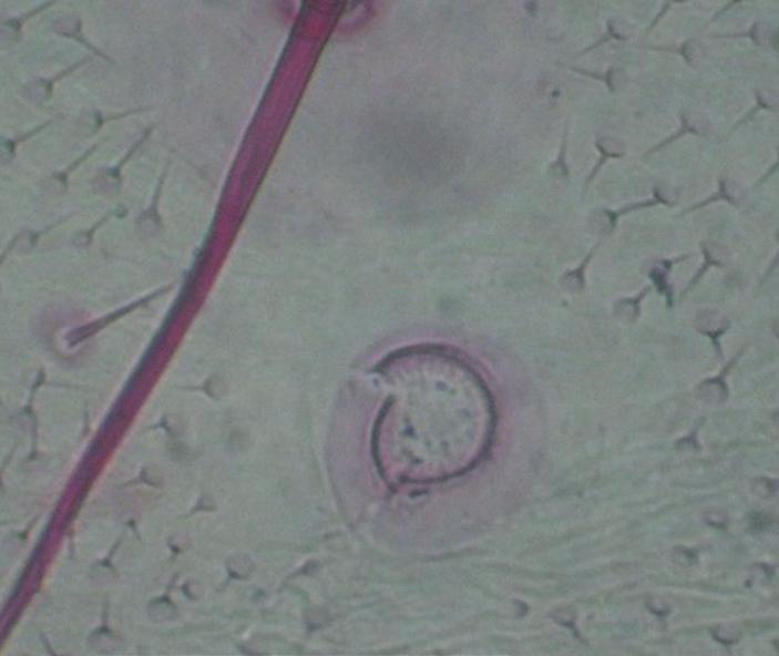44 Rev. Chilena de Ent. 37, 2012 Figura 29. Larva de Chileulia stalactitis. Espiráculo en A3. Escala: 0,1 mm. Figura 30. Larva de Proeulia triquetra. Detalle de SD2, SD1 y espiráculo en A8.