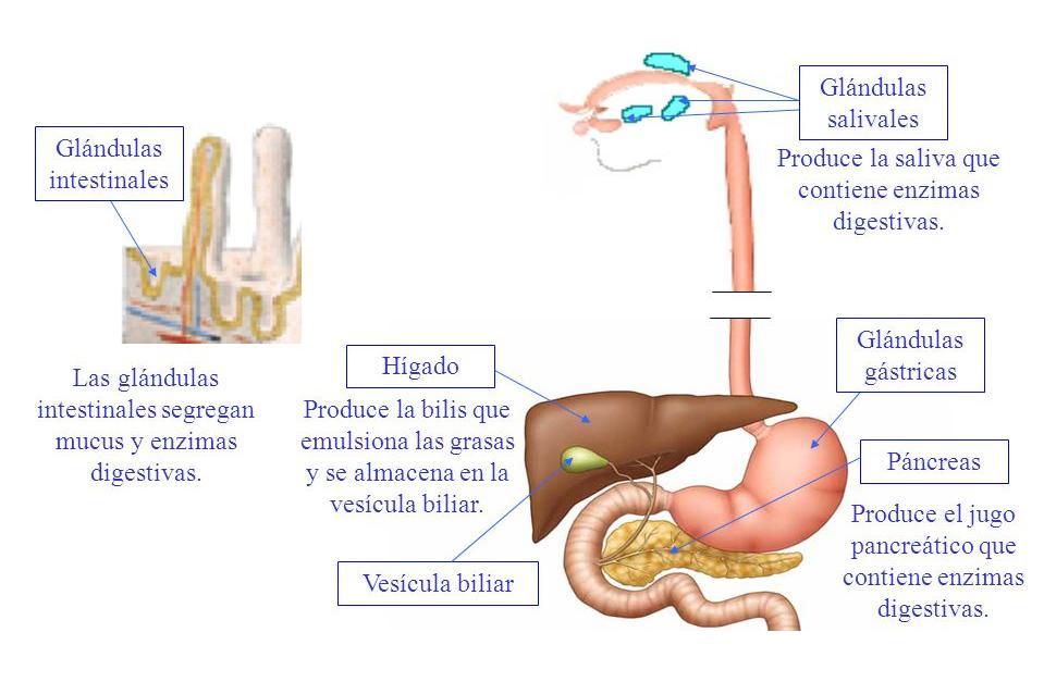Al tubo digestivo vierten glándulas de diferente tipo y tamaño, que