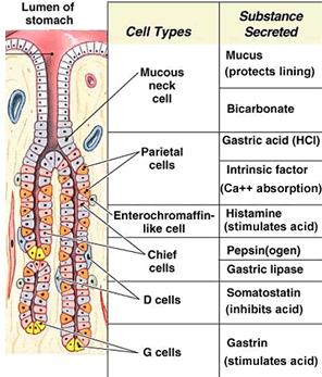 JUGO GÁSTRICO La mucosa gástrica está formada por un epitelio cilíndrico simple, que se repliega formando criptas gástricas, dentro están las glándulas gástricas, con 4 tipos de células: