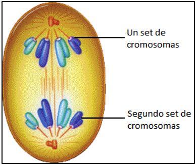 Meiosis Meiosis II o etapa ecuacional Profase II Las cromátidas hermanas se separan y migran hacia los