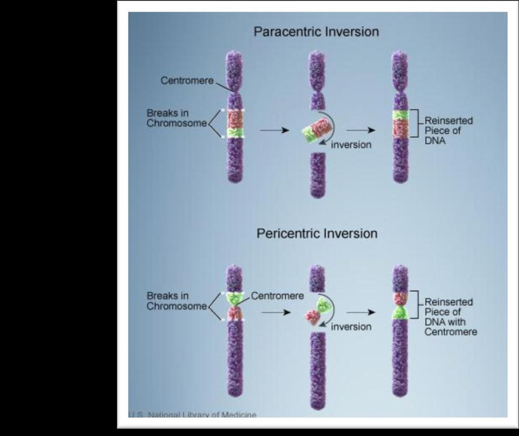 Mutaciones cromosómicas Inversión: un segmento cambia de sentido dentro del propio cromosoma Tipos: Simples: Paracéntricas (el segmento invertido no