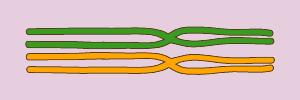 Fuentes de variabilidad genética Crossing-over Se intercambian partes entre los cromosomas homólogos Ocurre en profase de primera división meiótica Pueden ocurren dos a tres entrecruzamientos en cada