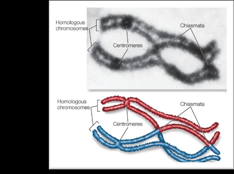 Los pares de cromosomas homólogos aparecen íntimamente unidos, formando tétradas 3.