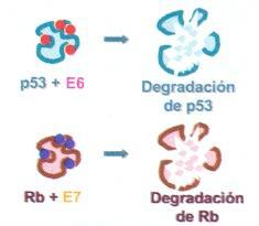 INTRODUCCIÓN Y PATOGÉNESIS Figura 9. Degradación de p53 y Rb por las oncoproteínas E6 y E7. (Tomado del Curso de formación VPH y Cáncer del tracto genital inferior 2008.