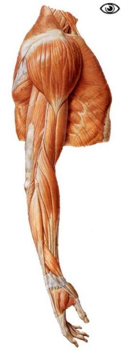 1. LAS EXTREMIDADES SUPERIORES 1.1. NOMBRE DE LOS MÚSCULOS Y SUS FUNCIONES Recubriendo cada hombro se encuentran los deltoides que son unos músculos cuya misión es mover los brazos, los nombres de