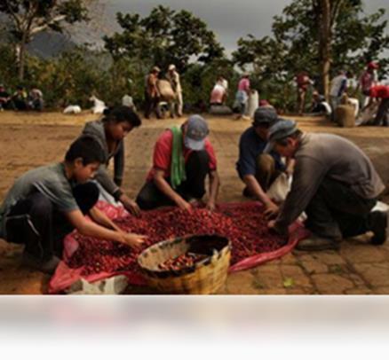 Campesinos cosechando Café, Sierra Sur de Oaxaca Fuente: Delegación
