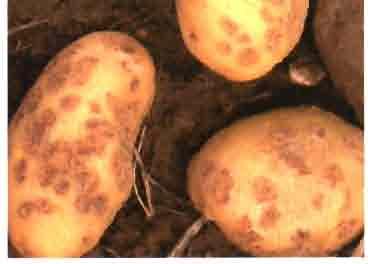 Hacer rotaciones de cultivo lo más amplias posibles. Eliminar los montones de tierra y desechos de patatas, que constituyen fuentes de inóculo, que luego pueden transmitir los insectos.