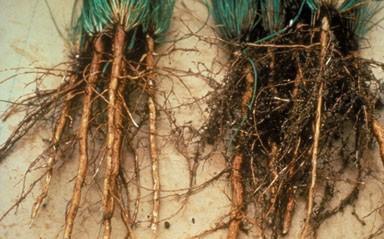 Importancia de las micorrizas en el suelo Aumenta el área de absorción de la raíz en el suelo Facilita a la planta la adquisición y la absorción de fósforo.
