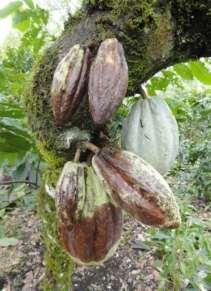 El cacao Indio Amelonado Amarillo (IAA) tipo forastero es muy susceptible a mazorca negra y en la época de fin de año, cuando son comunes los frentes fríos, suele perderse la mayor parte de los