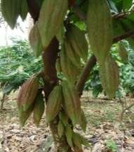 Cuadro 11. Cultivares de cacao suministrados por el CATIE para evaluación. CEDEC, La Masica, Atlántida. (Grupo 2-Lote 11-A). Trat. Cruzamiento Trat.