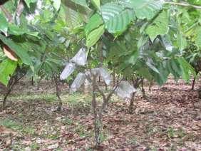 de cacao generados en CATIE cuya característica principal, además de calidad organoléptica superior, es haber mostrado resistencia a la moniliasis a lo largo de años en ensayos de campo.