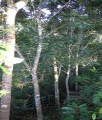 Cuadro 31. Comportamiento de especies forestales del bosque latifoliado a los trece años establecidas en carriles sin adición de insumos. CADETH, La Masica, Atlántida, 2012.