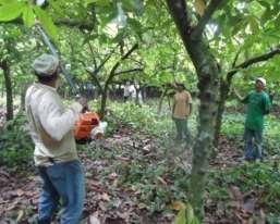 60 ha (84 %) a varones (Cuadro 53). Cuadro 53. Área rehabilitada durante el período abril-diciembre, 2012. Proyecto de Cacao FHIA- ACDI.