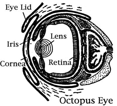 Otros ejemplos en la naturaleza La estructura del ojo de un pulpo es comparable a la del ojo humano.
