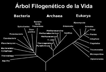 morfología procariota (sin núcleo ni, en general, orgánulos membranosos internos),