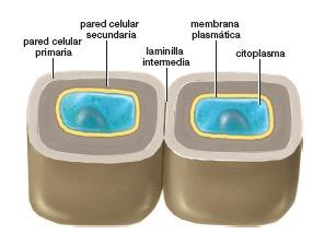 Paredes de células vegetales Las paredes celulares
