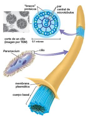 Cilios y flagelos Los cilios y flagelos son delgadas extensiones de la membrana plasmática.