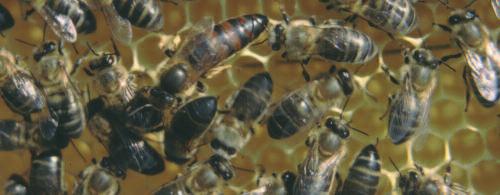 Es nuestra abeja con sus numerosas razas. Todas las razas de Apis mellifera son interfértiles y poseen 32 cromosomas (n = 16).