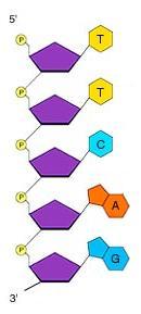 El enlace que une a los nucleótidos se denomina enlace
