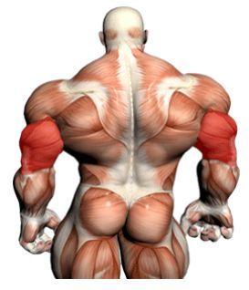 Tríceps Guías Generales En ejercicios donde estés acostado, estabiliza tu cuerpo, y aprieta tu abdomen y espalda.