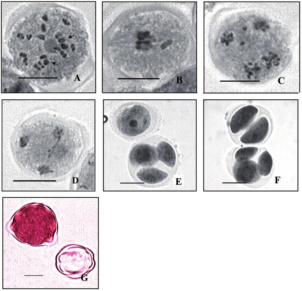 136 A. R. Andrada, V. de los A. Páez: Estudios meióticos y viabilidad del polen en Tibouchina presentaron ciertas desviaciones en las etapas I y II de la meiosis.