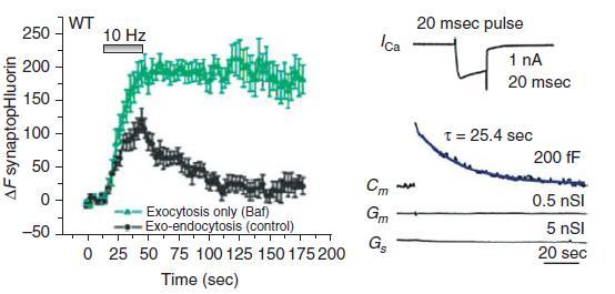 Neuronas corticales en cultivo cáliz de Held synaptophluorin: phluorin +