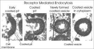 Endocitosis Clásica o Mediada