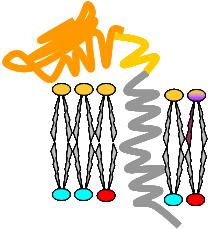 PROTEINAS DE MEMBRANA Las proteínas periféricas de membrana (extrínsecas) se unen por interacciones no covalentes con otras proteínas de membrana.