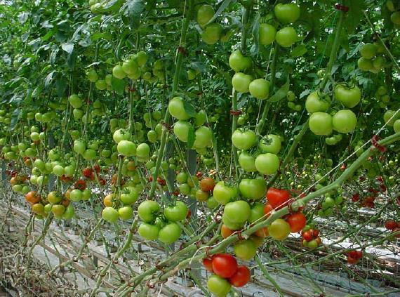 El cultivo del tomate es sembrado en los países de América