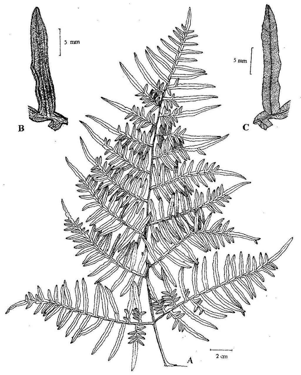 4 O. Martínez y E. de la Sota - Dennstaedtiaceae Lám. 1. Pteridium arachnoideum: A.