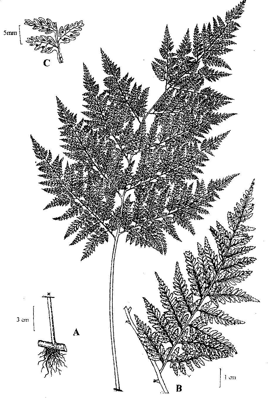 O. Martínez y E. de la Sota - Dennstaedtiaceae 7 Lám. 2.