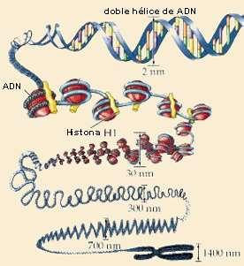 En qué forma puede aparecer el ADN en el núcleo de la célula?