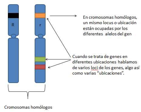 Distintas ubicaciones de los genes se conocen como loci.