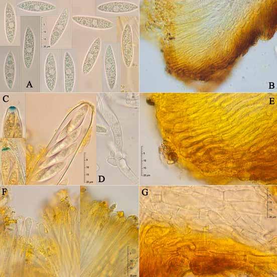 Las células de los conidióforos contienen típicamente inclusiones cristalinas solubles en KOH (KOH-soluble crystals) mientras que las ascósporas del teleomorfo, hialinas, lisas, elípticas,