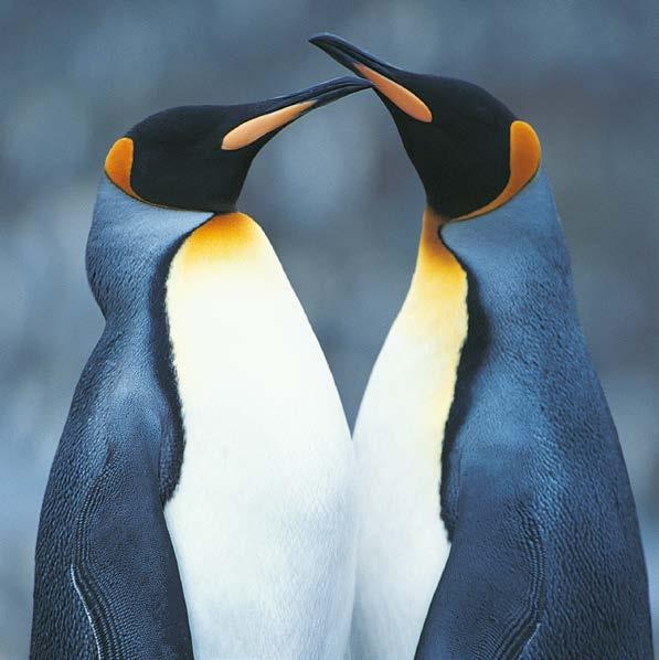 GRATUIDADES / DORMIR CON PINGÜINOS DORMIR CON PINGÜINOS Ven con tu clase y disfruta de una velada inolvidable junto a nuestra colonia de más de 100 pingüinos de 7