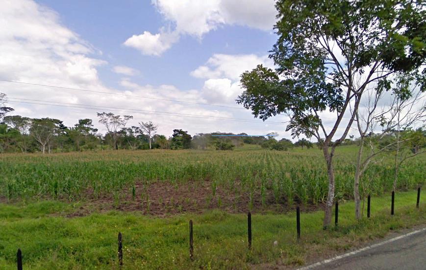 Los municipios de la zona norte, principalmente los colindantes con Tabasco tienen abundantes superficies de pastos como Reforma y