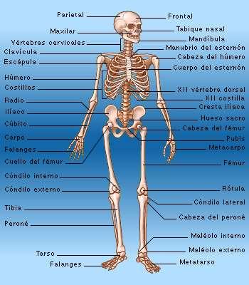 TODOS LOS HUESOS DEL CUERPO HUMANO Partes generales del cuerpo humano con su cantidad de huesos: El cráneo (cabeza) consta de 29 huesos.
