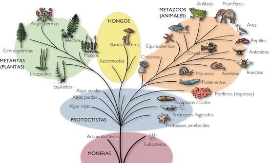 Qué es la filogenia? Conjunto de procesos evolutivos que ha sufrido un organismo, o cualquiera de sus funciones, desde el momento en que aparecieron hasta el presente.