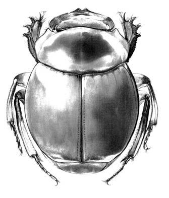 62- Escarabajos coprófagos de la Medina & Pulido Phanaeus haroldii Kirsch, 1871 cs met 200-600 IAvH - ECC Medina et al. 2001 Phanaeus meleagris Blanchard, 1843 met 100 Medina et al.
