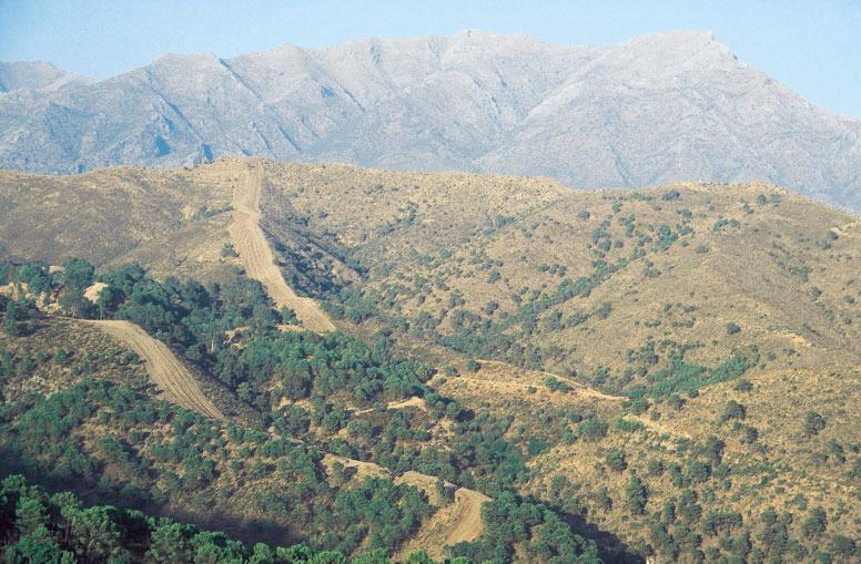 Pinsapares en la sierra de las Nieves, Málaga (distrito Rondense, provincia