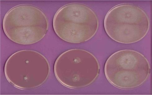Evaluación del efecto fungicida sobre el Crecimiento miceliar (mm) del patógeno Sin F
