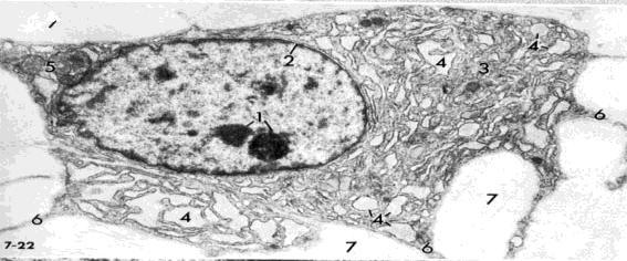 Fibrocitos Células en reposo