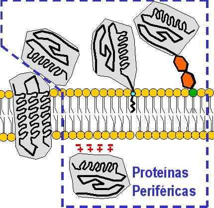 Proteínas Periféricas Se unen débilmente a la bicapa, pueden liberarse con tratamientos suaves* (tb.