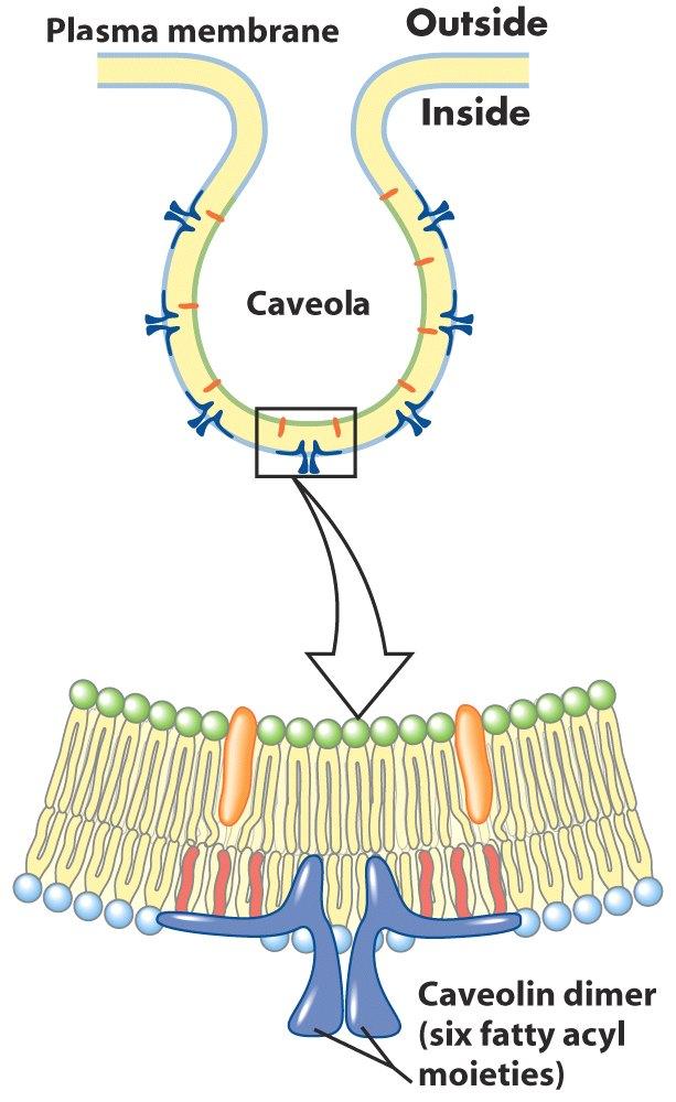 Caveolinas: caveolas como Subtipo específico de raft de membrana Caveolina: prot integral con 2 dominios globulares conectados por un