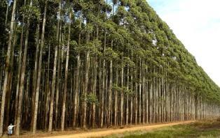 Ganancias genéticas por uso de huertos semilleros clonales de Eucalyptus urophylla Tipo de huerto Volumen Huerto semillero de plantas 5-16%