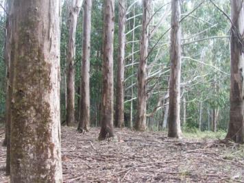 Ventajas durante el desarrollo de la plantación (forestadores) Mejor crecimiento que se traduce en mayor volumen comercial por árbol y por hectárea.