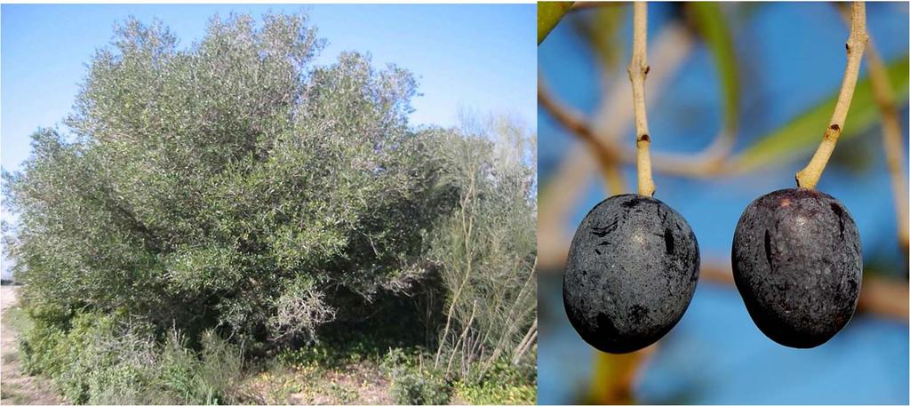 Introducción El acebuche (Olea europea subsp. europaea var. sylvestris) es un especie mediterránea, altamente adaptada a la aridez y altas temperaturas estivales ibéricas.