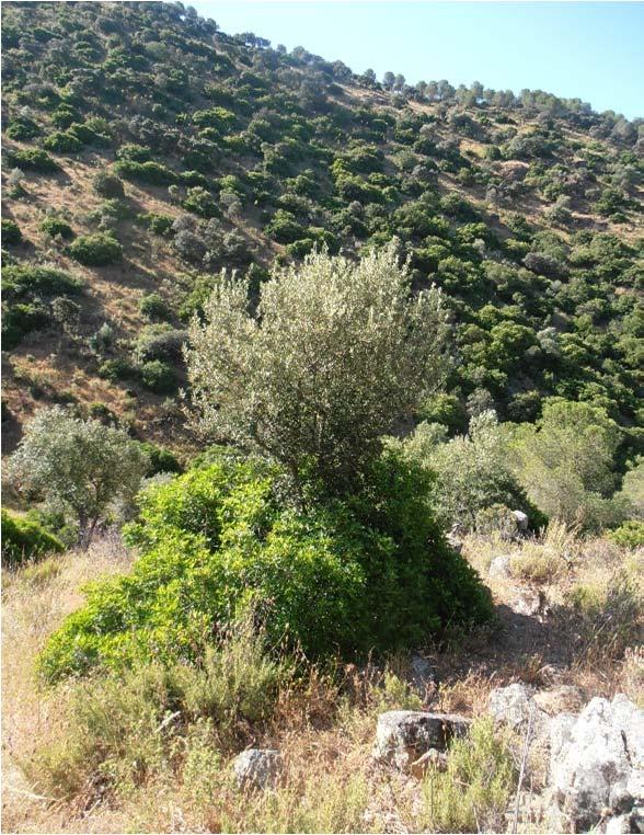 Vegetación mediterránea, con presencia de acebuche en masas