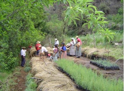 4 Proyectos de Reforestación Realizados en sus diferentes modalidades en comunidades del occidente de Guatemala.